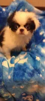 Amora , a female Japanese Chin for sale in Greenville, SC – 6 of 10