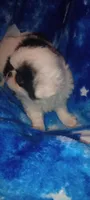 Amora , a female Japanese Chin for sale in Greenville, SC – 5 of 10
