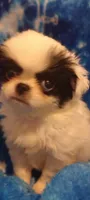 Amora , a female Japanese Chin for sale in Greenville, SC – 4 of 10