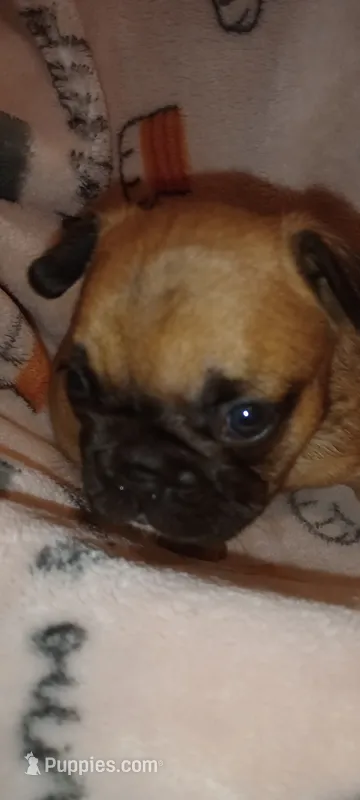 Lou-Lou  – French Bulldog puppy for sale in Greenville, SC