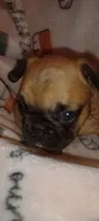 Lou-Lou , a female French Bulldog for sale in Greenville, SC – 1 of 3