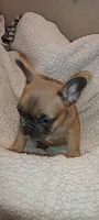 Lillyana, a female French Bulldog for sale in Greenville, SC – 7 of 7