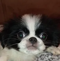 Valentina -2, a female Japanese Chin for sale in Greenville, SC – 5 of 6