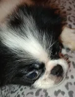 Valentina -2, a female Japanese Chin for sale in Greenville, SC – 6 of 6