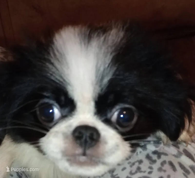 Valentina -2 – Japanese Chin puppy for sale in Greenville, SC
