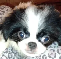 Valentina -2, a female Japanese Chin for sale in Greenville, SC – 2 of 6