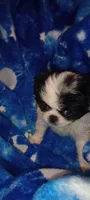 Valentina -2, a female Japanese Chin for sale in Greenville, SC – 3 of 6
