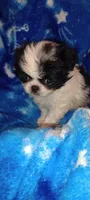 Valentina -2, a female Japanese Chin for sale in Greenville, SC – 4 of 6