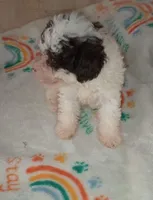 Topper. (Parti-Color), a male Poodle - Toy  for sale in Greenville, SC – Photo 10 of 10