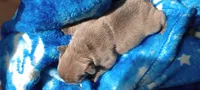 Tulip 🌷, a female French Bulldog for sale in Greenville, SC – 4 of 6