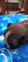 Paco, a male French Bulldog and Japanese Chin for sale in Greenville, SC – 5 of 6