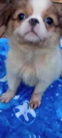 Biscotti , a male French Bulldog and Japanese Chin for sale in Greenville, SC – 3 of 10