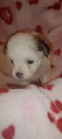 Fifi, a female Japanese Chin and Poodle - Toy  for sale in Greenville, SC – 2 of 5