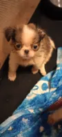 Biscotti , a male French Bulldog and Japanese Chin for sale in Greenville, SC – 7 of 10