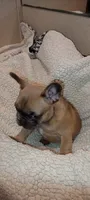 Lillyana, a female French Bulldog for sale in Greenville, SC – 5 of 7