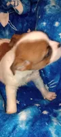 Dakota , a male French Bulldog and Japanese Chin for sale in Greenville, SC – 8 of 9
