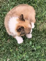 Female , a female Pembroke Welsh Corgi for sale in Indiana, PA – Photo 6 of 9