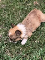 Female , a female Pembroke Welsh Corgi for sale in Indiana, PA – Photo 8 of 9