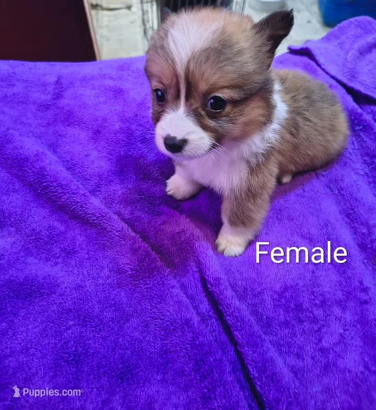 Female  – Pembroke Welsh Corgi puppy for sale in Indiana, PA