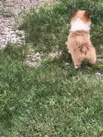 Female , a female Pembroke Welsh Corgi for sale in Indiana, PA – Photo 9 of 9