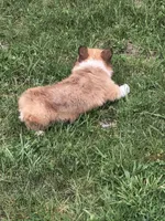 Female , a female Pembroke Welsh Corgi for sale in Indiana, PA – Photo 5 of 9