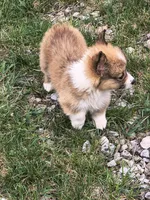 Female , a female Pembroke Welsh Corgi for sale in Indiana, PA – Photo 7 of 9