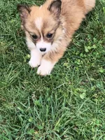 Female , a female Pembroke Welsh Corgi for sale in Indiana, PA – Photo 4 of 9