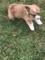 Female , a female Pembroke Welsh Corgi for sale in Indiana, PA – Photo 2 of 9