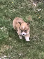 Female , a female Pembroke Welsh Corgi for sale in Indiana, PA – Photo 3 of 9