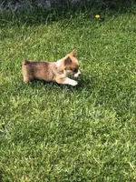 Male, a male Pembroke Welsh Corgi for sale in Indiana, PA – Photo 3 of 9