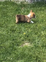 Male, a male Pembroke Welsh Corgi for sale in Indiana, PA – Photo 6 of 9