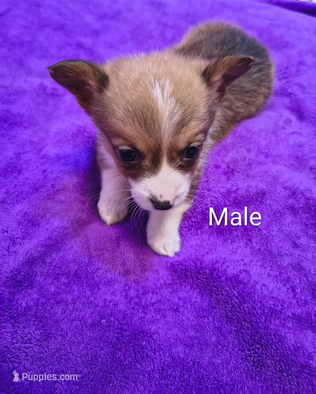 Male – Pembroke Welsh Corgi puppy for sale in Indiana, PA
