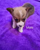 Male, a male Pembroke Welsh Corgi for sale in Indiana, PA – Photo 1 of 9