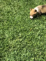 Male, a male Pembroke Welsh Corgi for sale in Indiana, PA – Photo 2 of 9