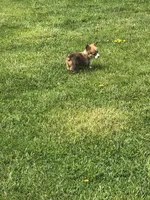 Male, a male Pembroke Welsh Corgi for sale in Indiana, PA – Photo 5 of 9