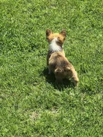 Male, a male Pembroke Welsh Corgi for sale in Indiana, PA – Photo 9 of 9