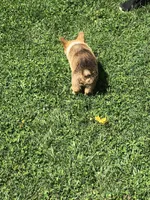 Male, a male Pembroke Welsh Corgi for sale in Indiana, PA – Photo 7 of 9