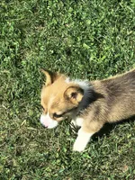 Male, a male Pembroke Welsh Corgi for sale in Indiana, PA – Photo 4 of 9