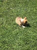 Male, a male Pembroke Welsh Corgi for sale in Indiana, PA – Photo 8 of 9