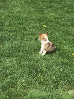 Male, a male Pembroke Welsh Corgi for sale in Indiana, PA – Photo 3 of 9