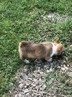 Male, a male Pembroke Welsh Corgi for sale in Indiana, PA – Photo 2 of 9