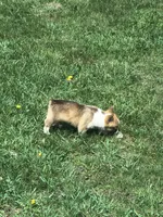 Male, a male Pembroke Welsh Corgi for sale in Indiana, PA – Photo 4 of 9