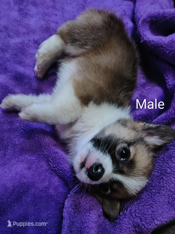 Male – Pembroke Welsh Corgi puppy for sale in Indiana, PA