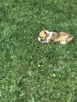 Male, a male Pembroke Welsh Corgi for sale in Indiana, PA – Photo 6 of 9