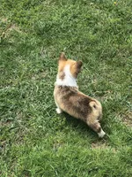 Male, a male Pembroke Welsh Corgi for sale in Indiana, PA – Photo 5 of 9