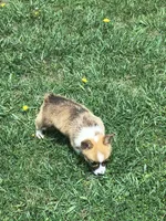 Male, a male Pembroke Welsh Corgi for sale in Indiana, PA – Photo 7 of 9