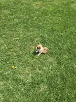 Male, a male Pembroke Welsh Corgi for sale in Indiana, PA – Photo 9 of 9