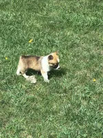 Male, a male Pembroke Welsh Corgi for sale in Indiana, PA – Photo 8 of 9