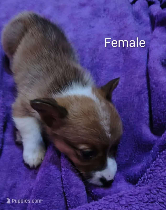 Female – Pembroke Welsh Corgi puppy for sale in Indiana, PA
