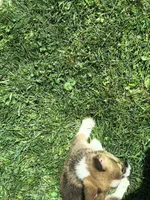 Male, a male Pembroke Welsh Corgi for sale in Indiana, PA – Photo 8 of 9